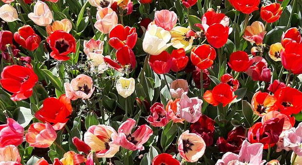 I tulipani in fiore