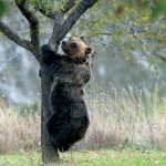 FederFauna Lazio per l’orso marsicano e le attività rurali del Cicolano