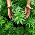 Coltivare piante di marijuana ora è legale, ma solo ad uso personale. La svolta giurisprudenziale