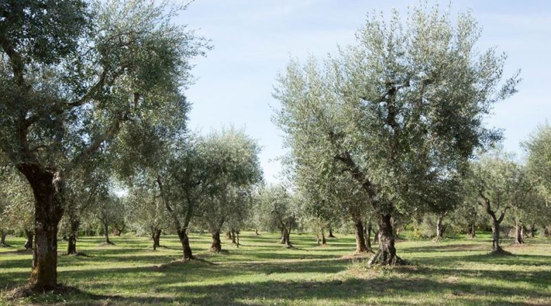 l'Olio di Cori - Oliveto Molino 7cento