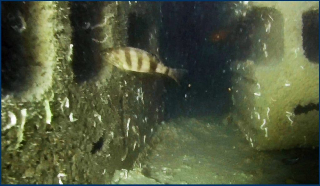 Torvaianica: barriere artificiali contro la pesca a strascico