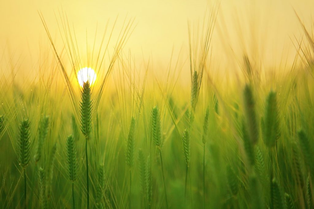 agricoltura - Foto di kangbch da Pixabay