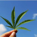 Cannabis legale direttamente a casa con il servizio delivery gratuito di Just Hemp