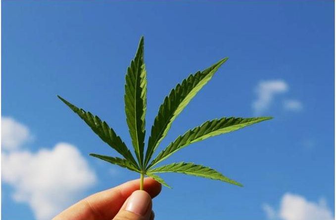 cannabis legale