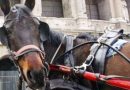 botticelle cavallo - ph comune roma