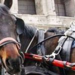 In vigore le nuove regole per tutela cavalli botticelle da ondate di calore