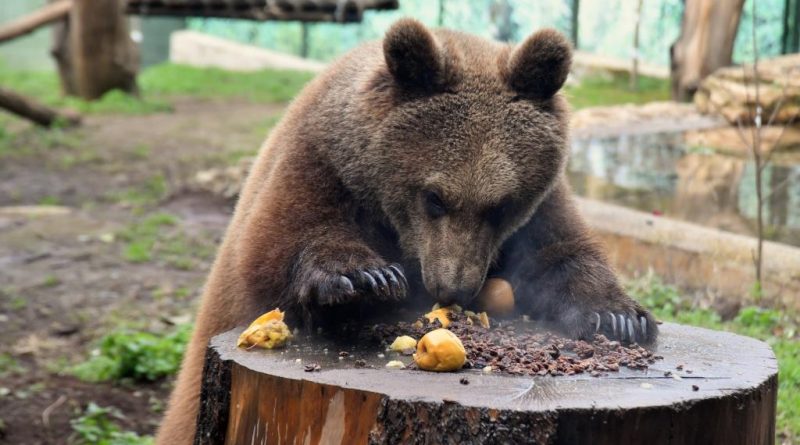 Orso e mele FOTO: Massimiliano Di Giovanni – archivio Bioparco