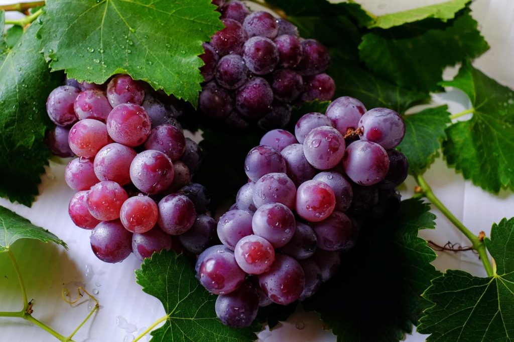 Uva agricoltura ph regione Lazio