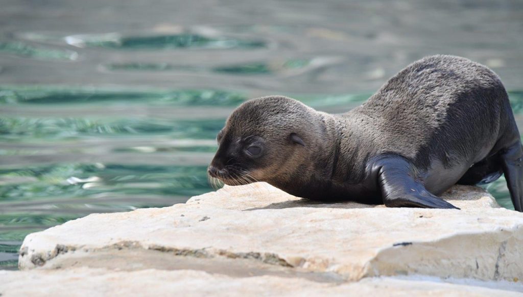 Al Bioparco di Roma è nata una otaria della California