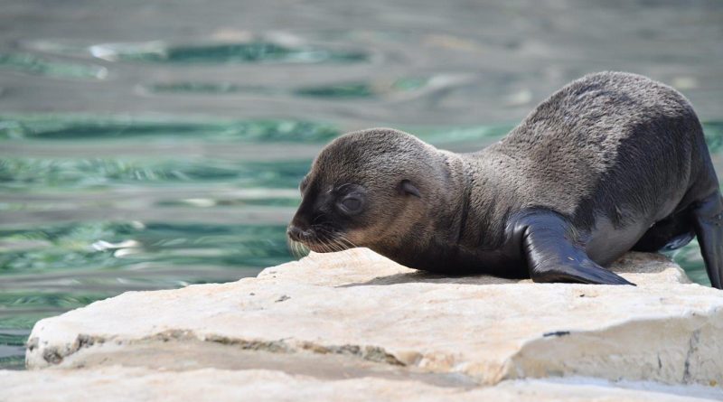 Al Bioparco di Roma è nata una otaria della California