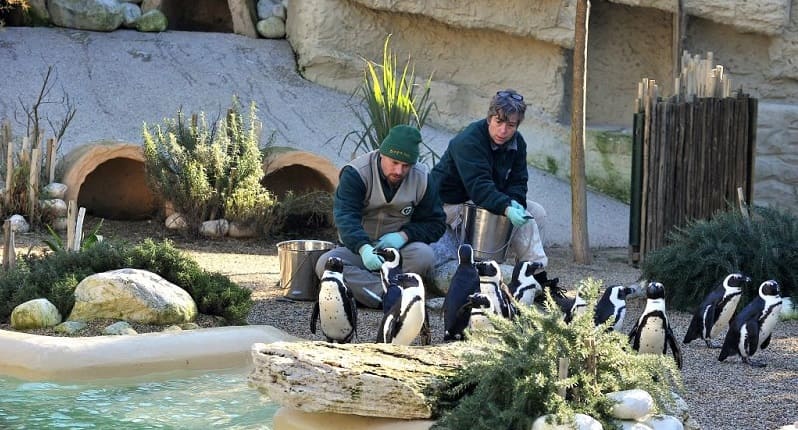 Pinguini bioparco Roma