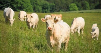 Agricoltura, Coldiretti Lazio chiede un confronto in piazza per le imprese in crisi
