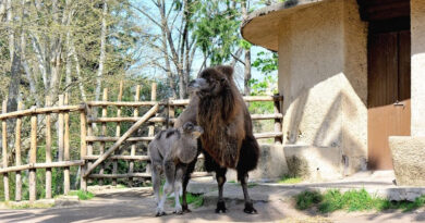 Benvenuto Frosy, il cammello della Battriana nato al Bioparco di Roma