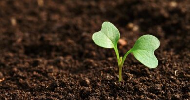 Agricoltura e Sostenibilità