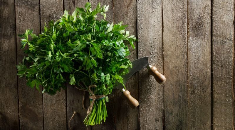 Come raccogliere le foglie di prezzemolo
