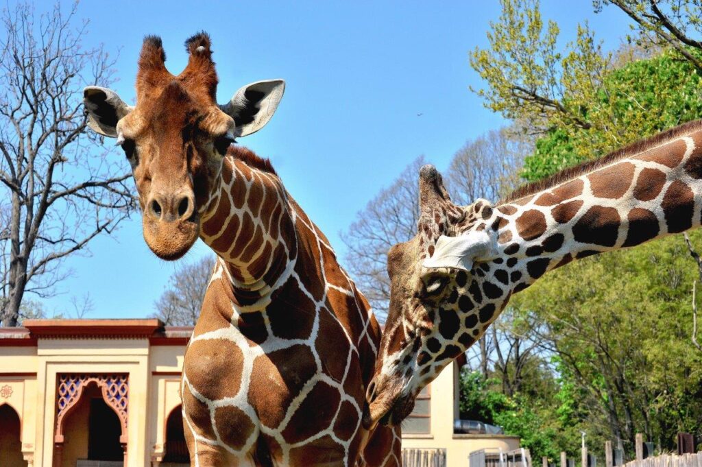 ph Bioparco giraffe reticolate