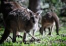Le città australiane, tra modernità e lifestyle rilassato