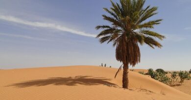 Terjit: oasi di pace nel cuore del deserto