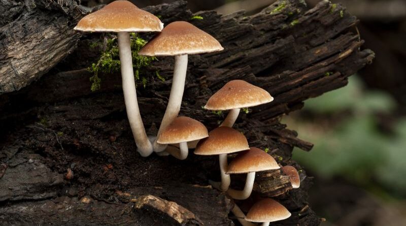 i funghi sono apparsi prima delle piante sulla terraferma