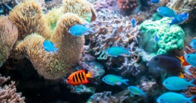 restrizioni alla pesca a strascico