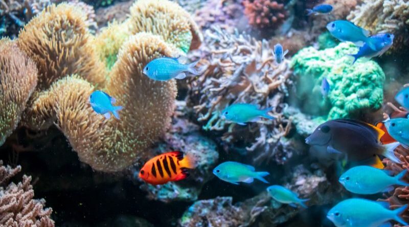 restrizioni alla pesca a strascico