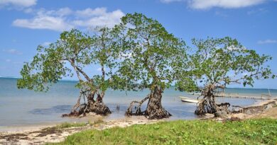 La Ceiba e il Parco Nazionale Pico Bonito: avventura nella foresta tropicale