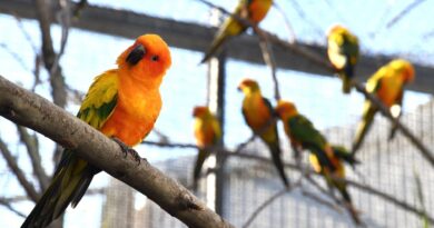 Domenica 22 marzo al Bioparco di Roma il “Luna Park delle Foreste”