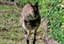 Al bioparco di Roma nasce un cucciolo di canguro di Bennett: già visibile al pubblico