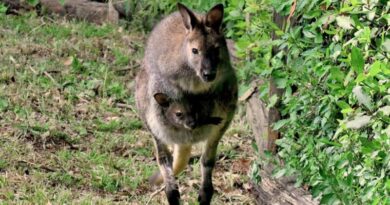 Al bioparco di Roma nasce un cucciolo di canguro di Bennett: già visibile al pubblico
