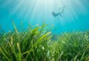 SOS Posidonia: la foresta sommersa che salva le nostre spiagge (e perché rischiamo di perderla)
