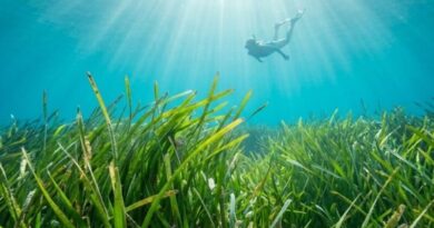 SOS Posidonia: la foresta sommersa che salva le nostre spiagge (e perché rischiamo di perderla)